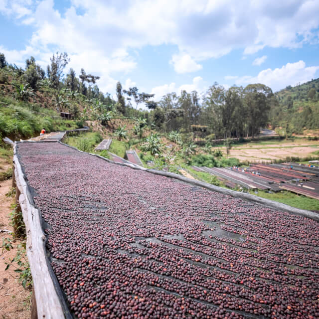 アナエロビックナチュラル