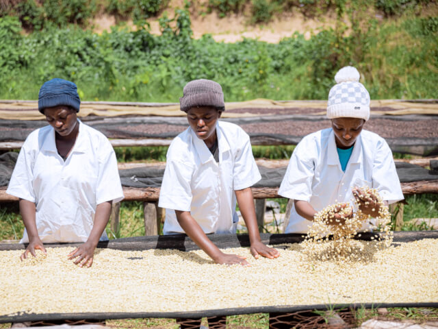 ルワンダ　ンゲラ・ウォッシングステーション　ハニー
