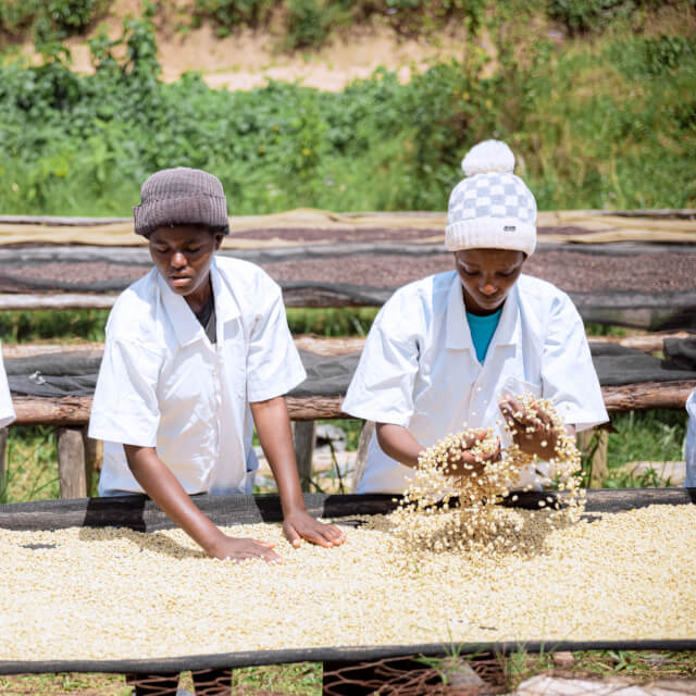 ハニープロセス