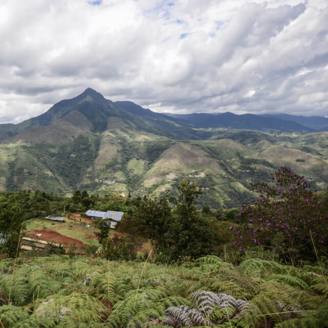 スペシャルティコーヒーの台頭