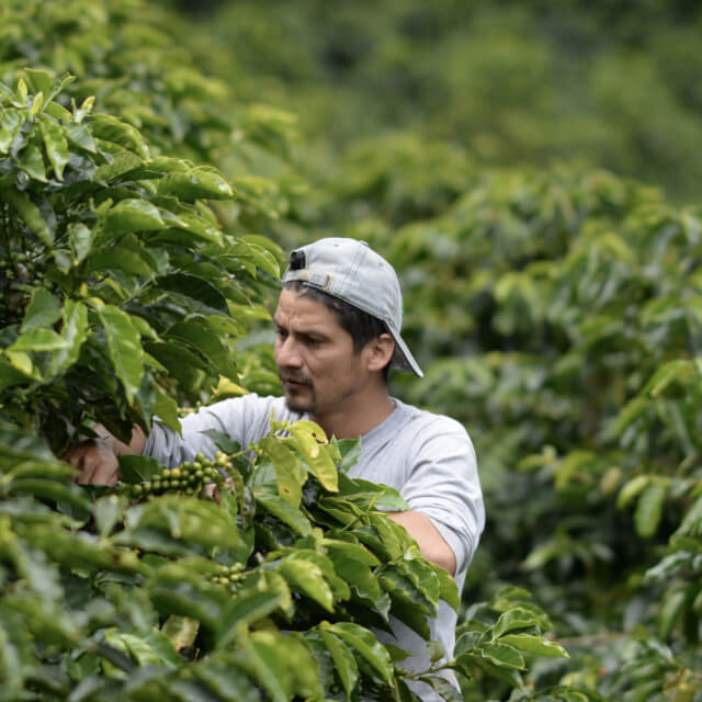 ラ・パレスティナ農園