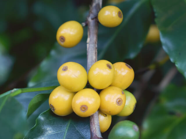 ブラジル　トラピア農園　イエローブルボン　パルプドナチュラル