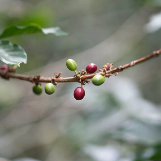 ラ・ウニオンのコーヒー生産