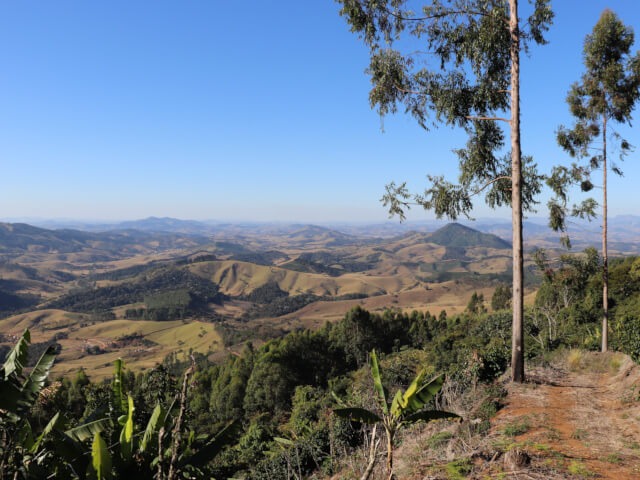 ブラジル　セーハ・ダス・トレス・バハス　イエローブルボン PN