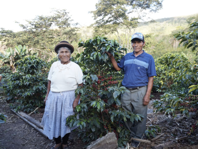 ペルー　クラシック・プーノ　ウォッシュド