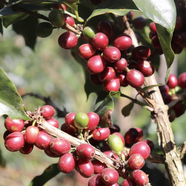プーノにおけるコーヒー生産