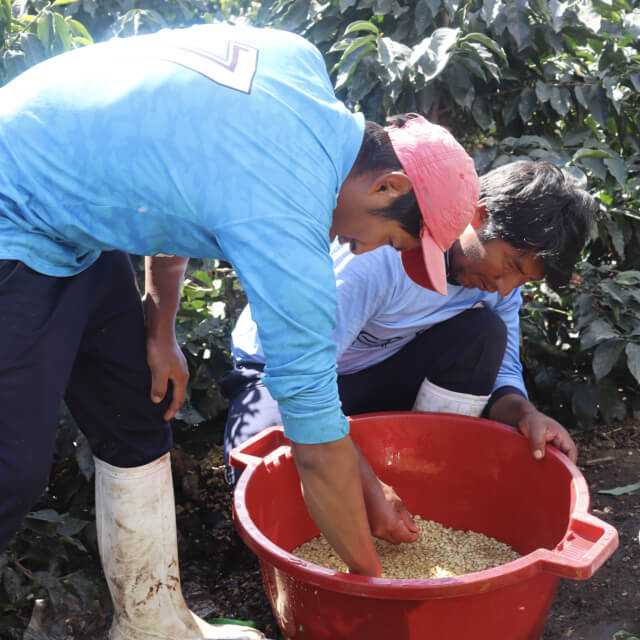 クラシック・プーノ