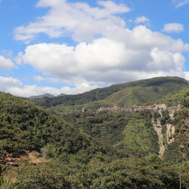 プーノの小規模生産者ロット