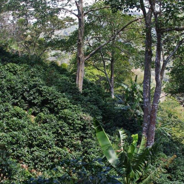 ニカラグアを牽引するCOE常連農園