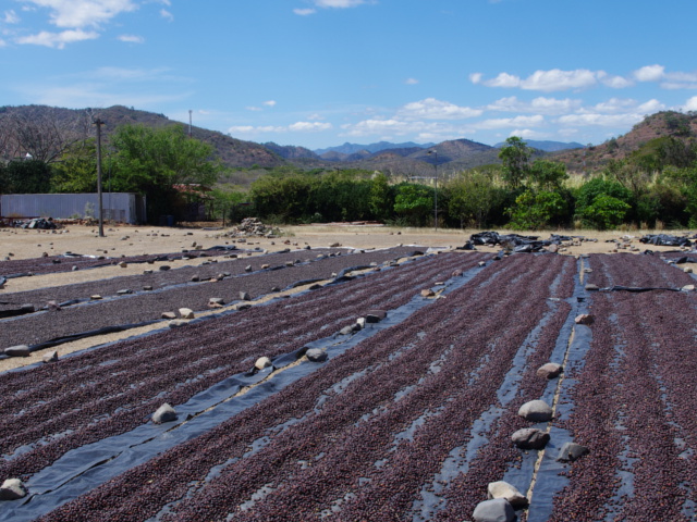 ニカラグア　エンバシー　ナチュラル