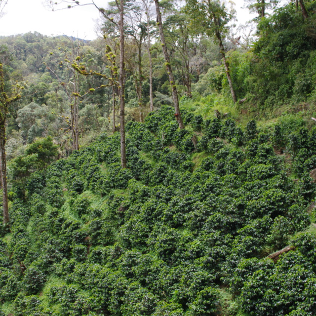 厳しい環境だから生まれるコーヒー