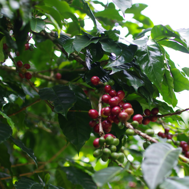 素晴らしいコーヒーを追い求め