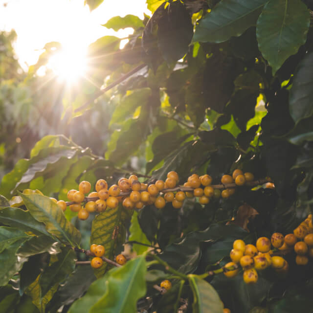 高品質なコーヒー生産