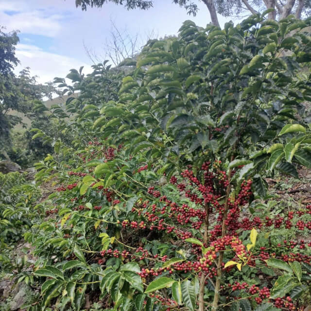 恵まれたマイクロクライメット