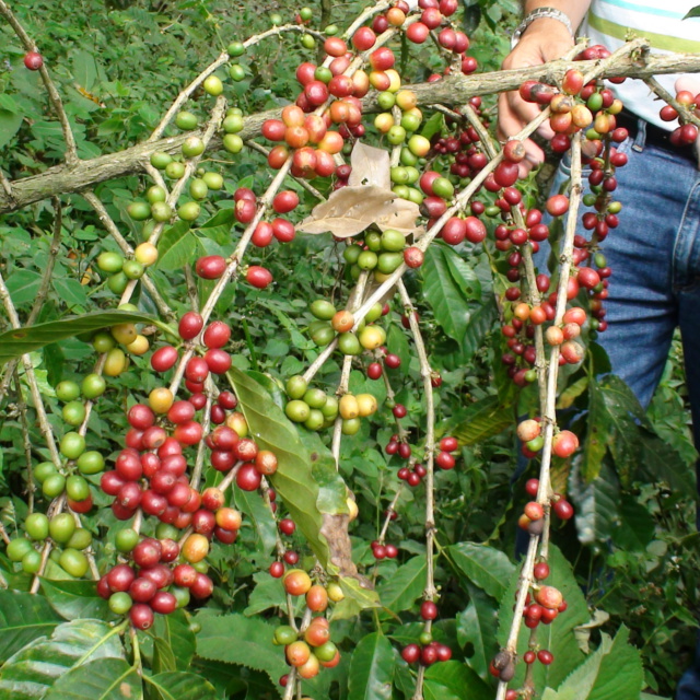 フェアトレードと有機栽培コーヒー