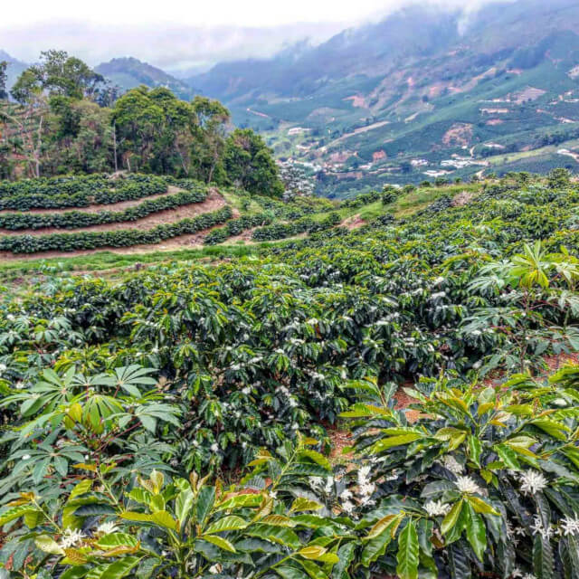 バージン・グランジ農園