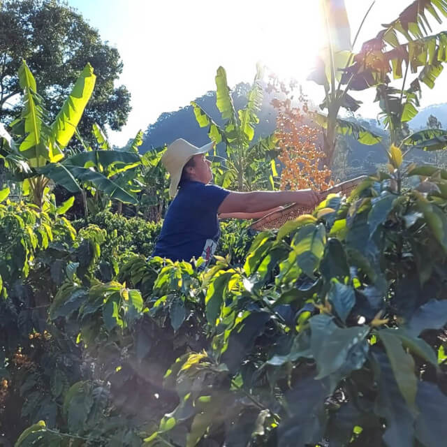 特別なコーヒーを