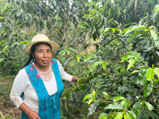 ペルー　マルセリナ・ペラルタ　ブルボン