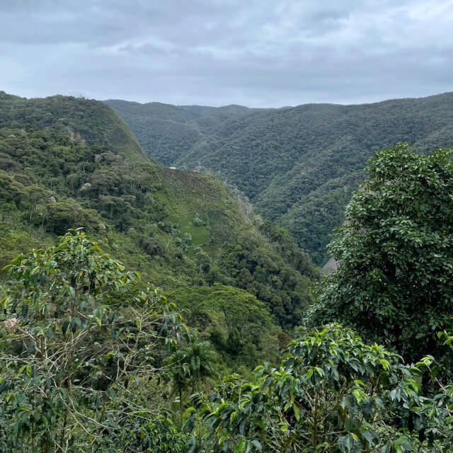 イナンバリの小規模生産者ロット