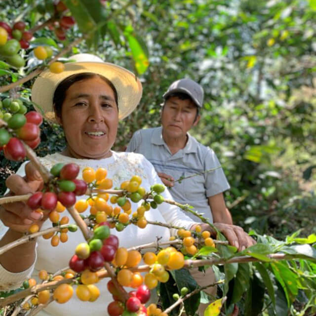 プーノのコーヒー生産