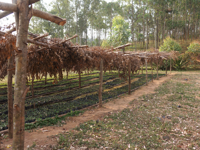 ブルンジ　キビンゴ・ウォッシングステーション　ナチュラル