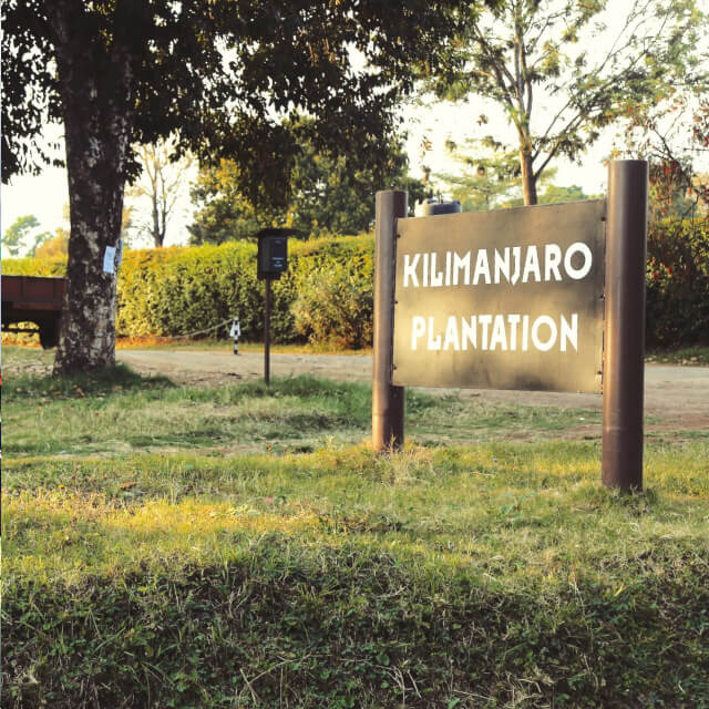キリマンジャロ農園