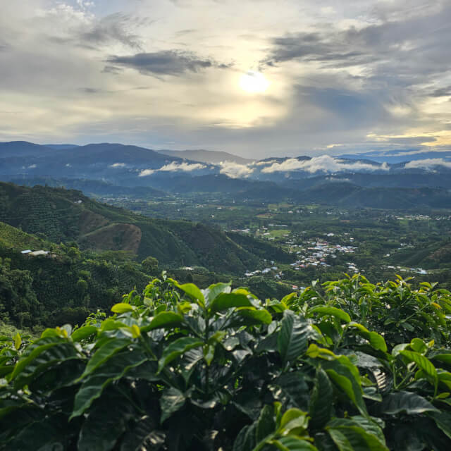 TERRA COFFEE