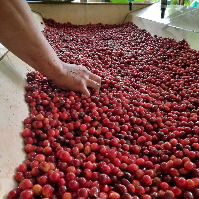 エクアドルのコーヒー産業