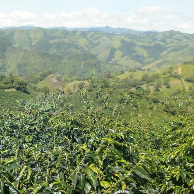 エクアドルのコーヒー生産背景