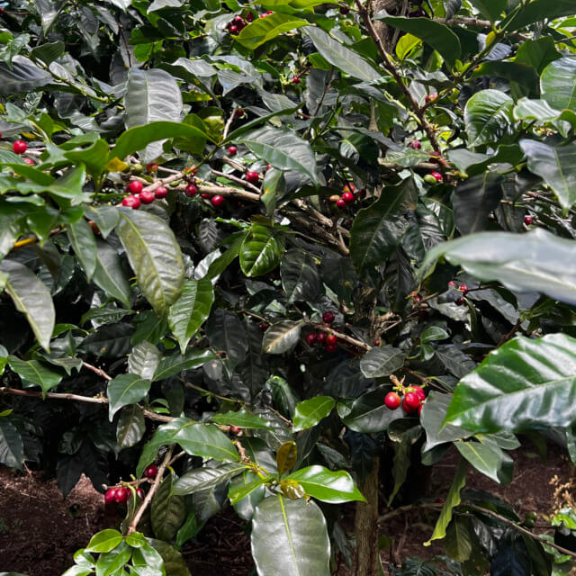世界中に美味しいパナマコーヒーを