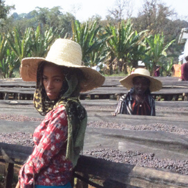 エチオピア　シェカ　G-1　カヨカミノ農園　ナチュラル