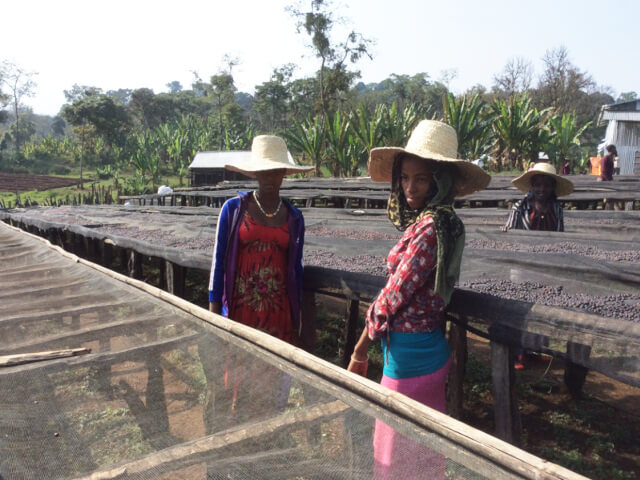 エチオピア　シェカ　G-1　カヨカミノ農園　ナチュラル