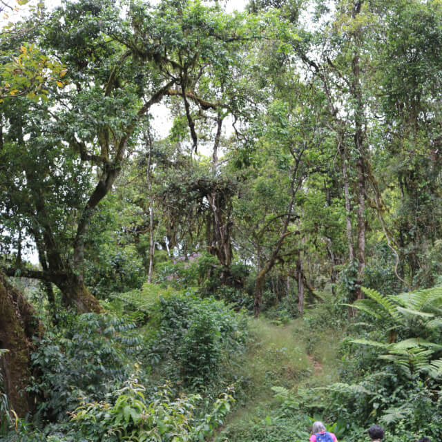 シェカで新たなコーヒーを