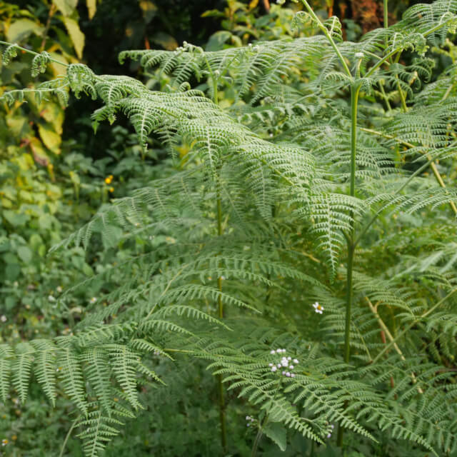 自然環境を守るために