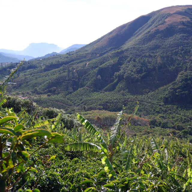 エル・コヨーテ農園