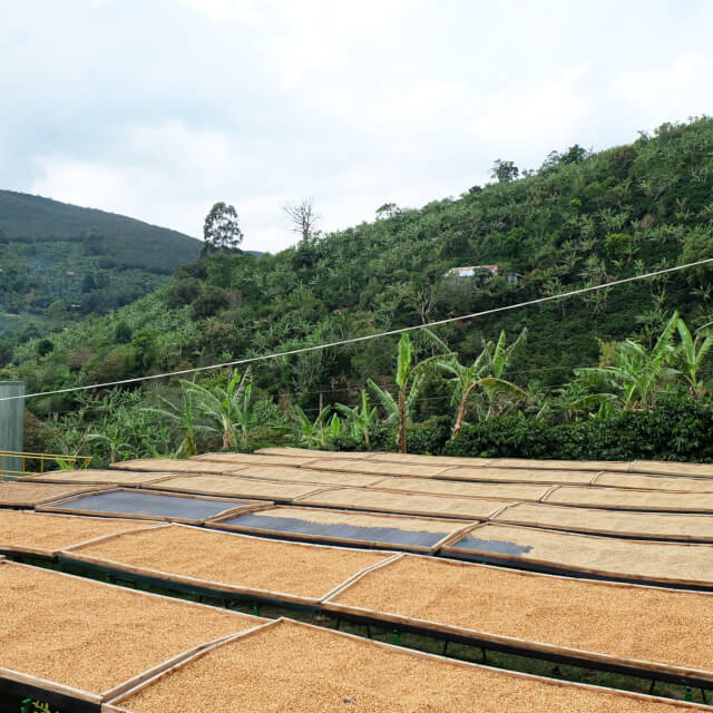コロナ渦のコーヒー生産