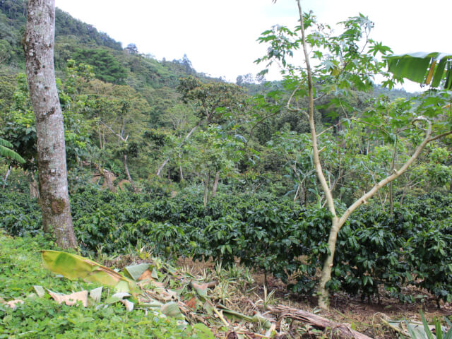 ニカラグアCOE2025WASHED#11　エル・パラシオ パカマラ