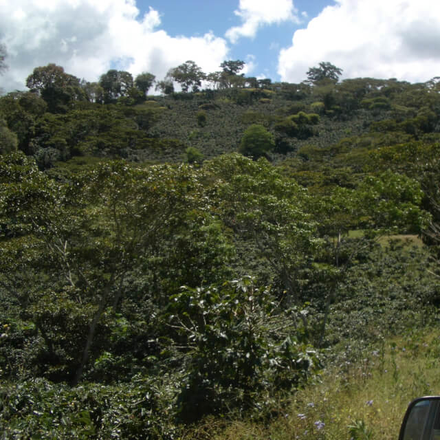 歴史あるヒノテガの農園