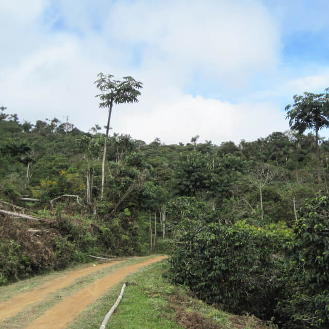 センダ・サルバヘ農園