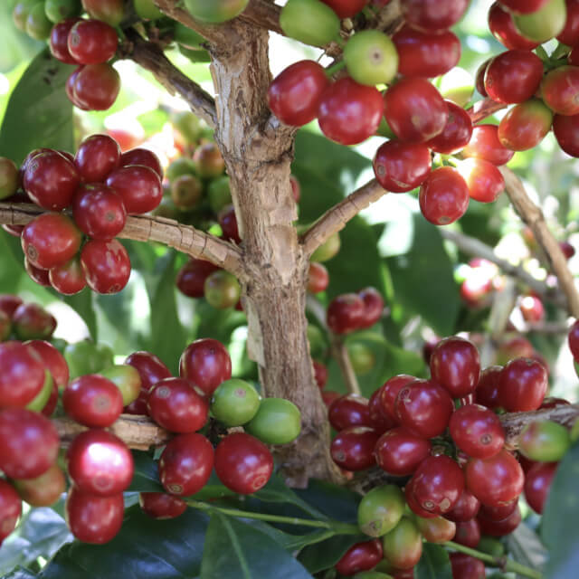 毎年最良のコーヒーを