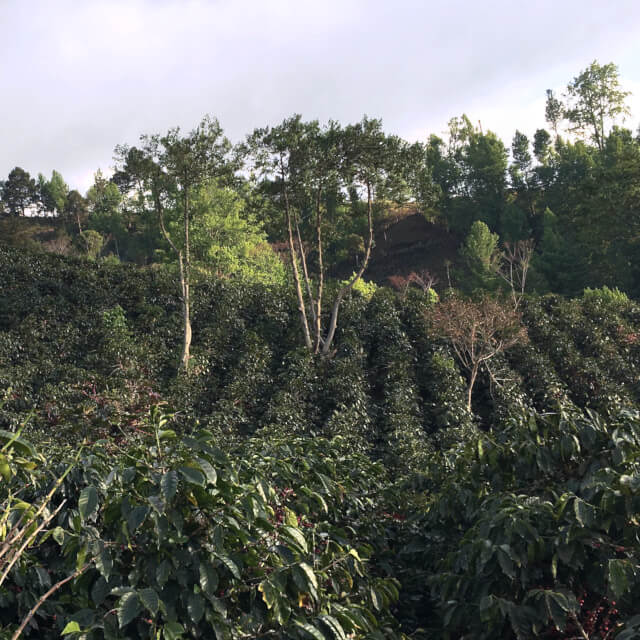 バーニャデロス農園の立ち上げ