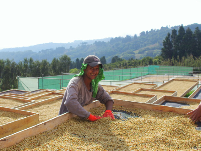 コスタリカ シュマバ　ラ・レホージャ　シドラ　レッドハニー
