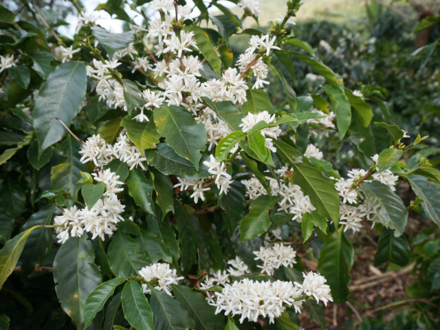 コスタリカ　ドン・オスカル　エル・コヨーテ　シドラ　イエローハニー
