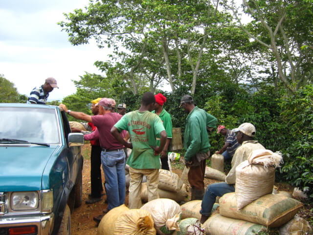 ドミニカ　プリンセサ　フリーウォッシュド