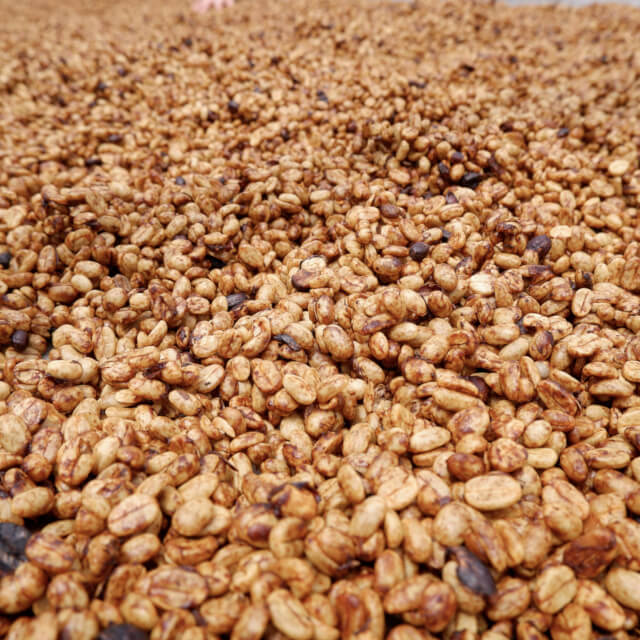 エルバスの挑戦