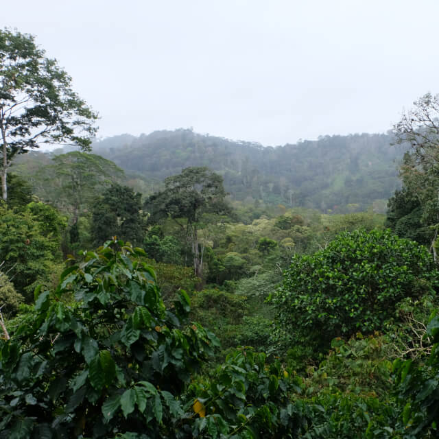 農園の復興と適合品種