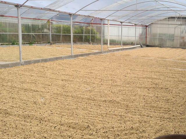 コスタリカ COE2025 EXP#4 ドン・ホエル