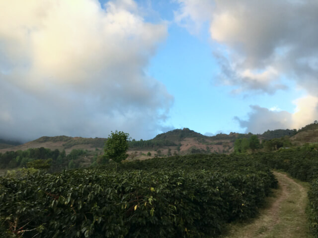 ホンジュラス　バーニャデロス　ゲイシャ　ウォッシュド