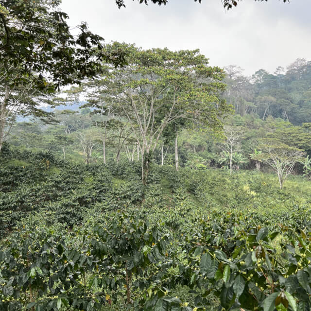 農園の復興と適合品種