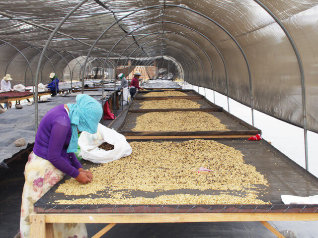 ニカラグア エル・ナランホ ディピルト マラカトゥーラ ナチュラル